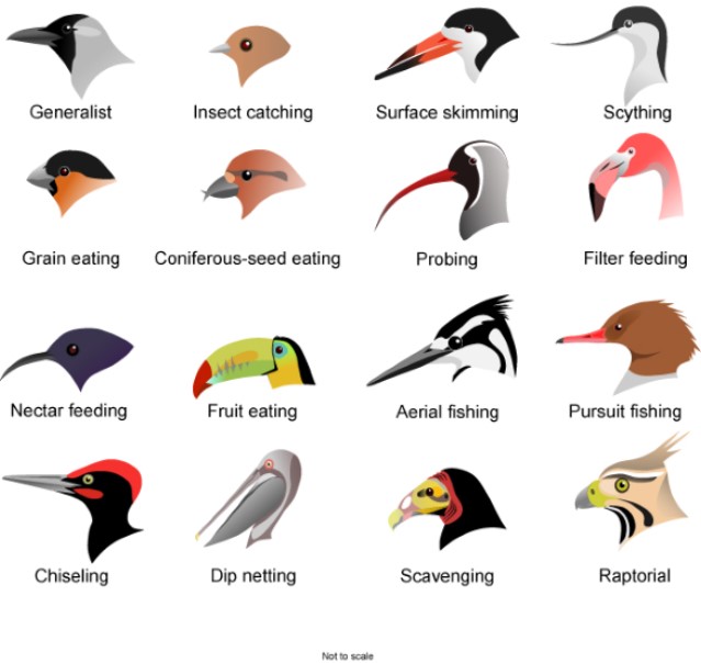 Bird Beak Types Diagram