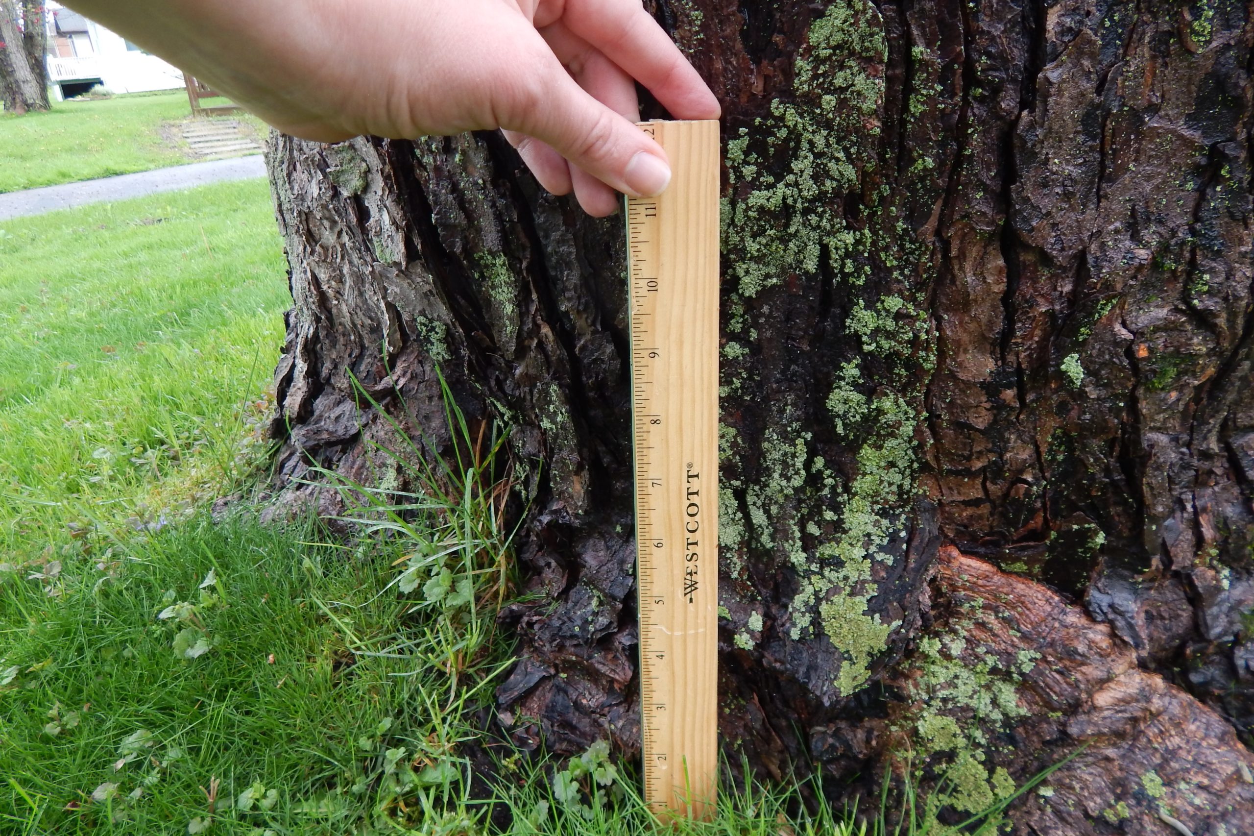2 measuring tree from ground.to 4.5 feet JPG scaled - Tree Math
