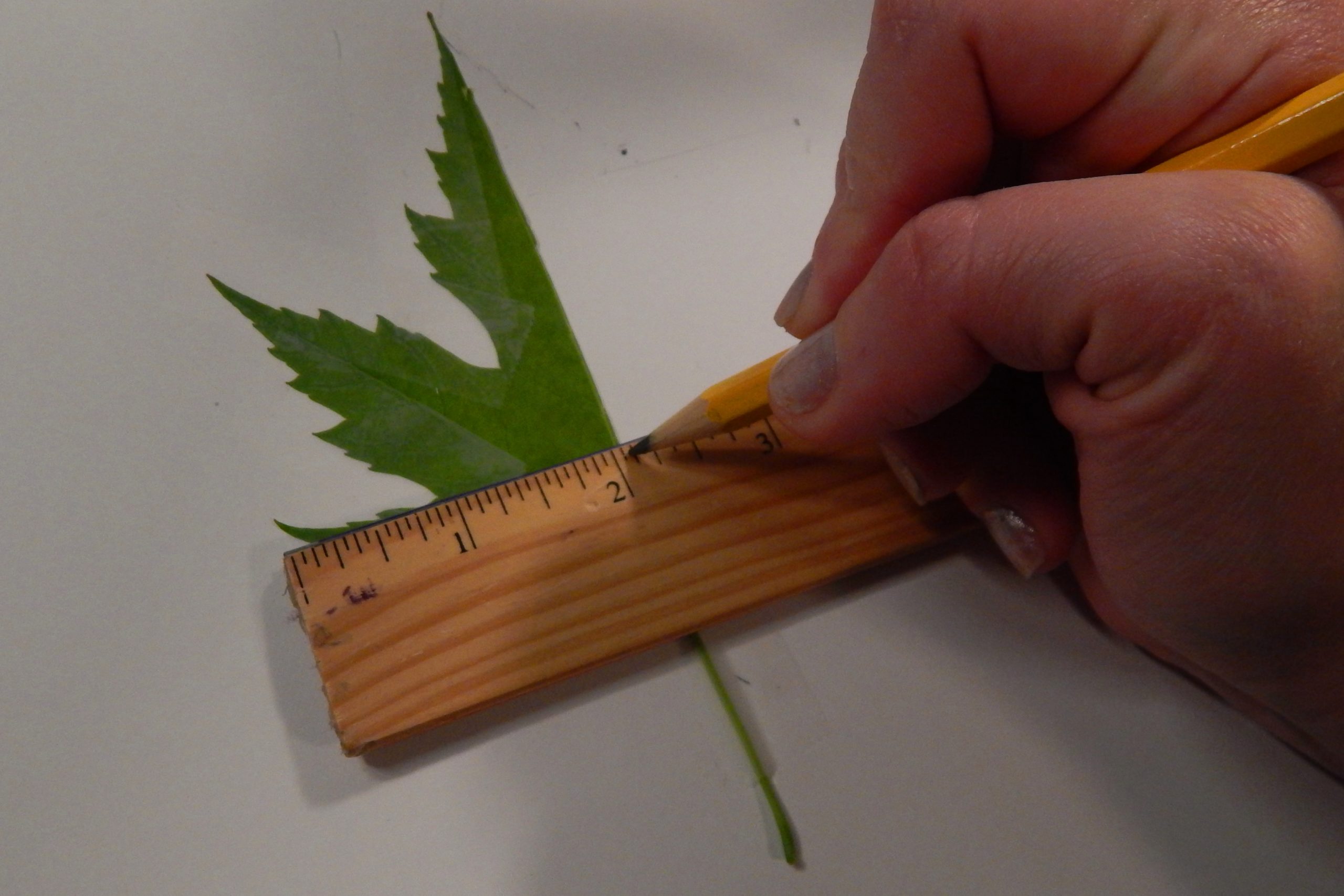 3 Measure Leaf scaled - Leaf Symmetry