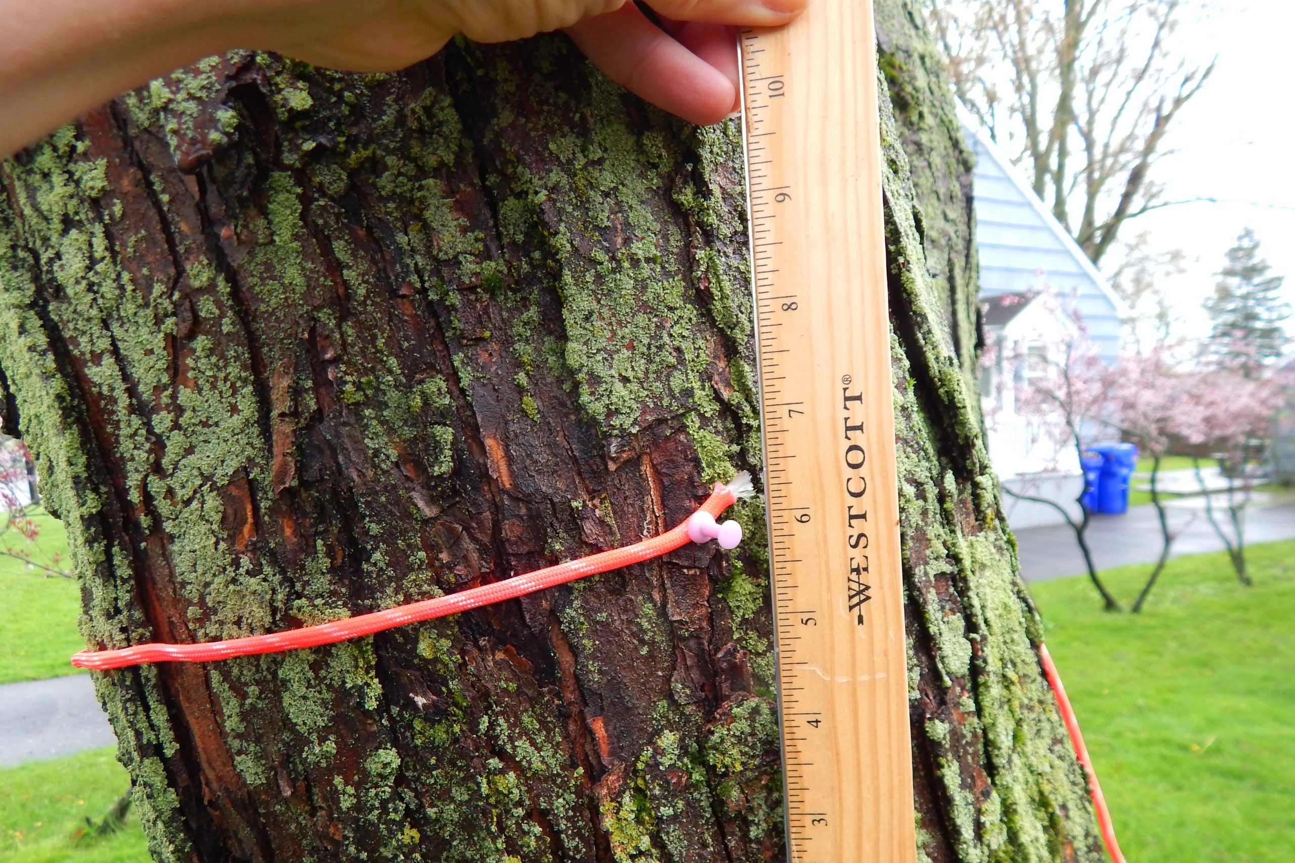 3 measure up to 4.5 feet and mark with pushpin scaled - Tree Math