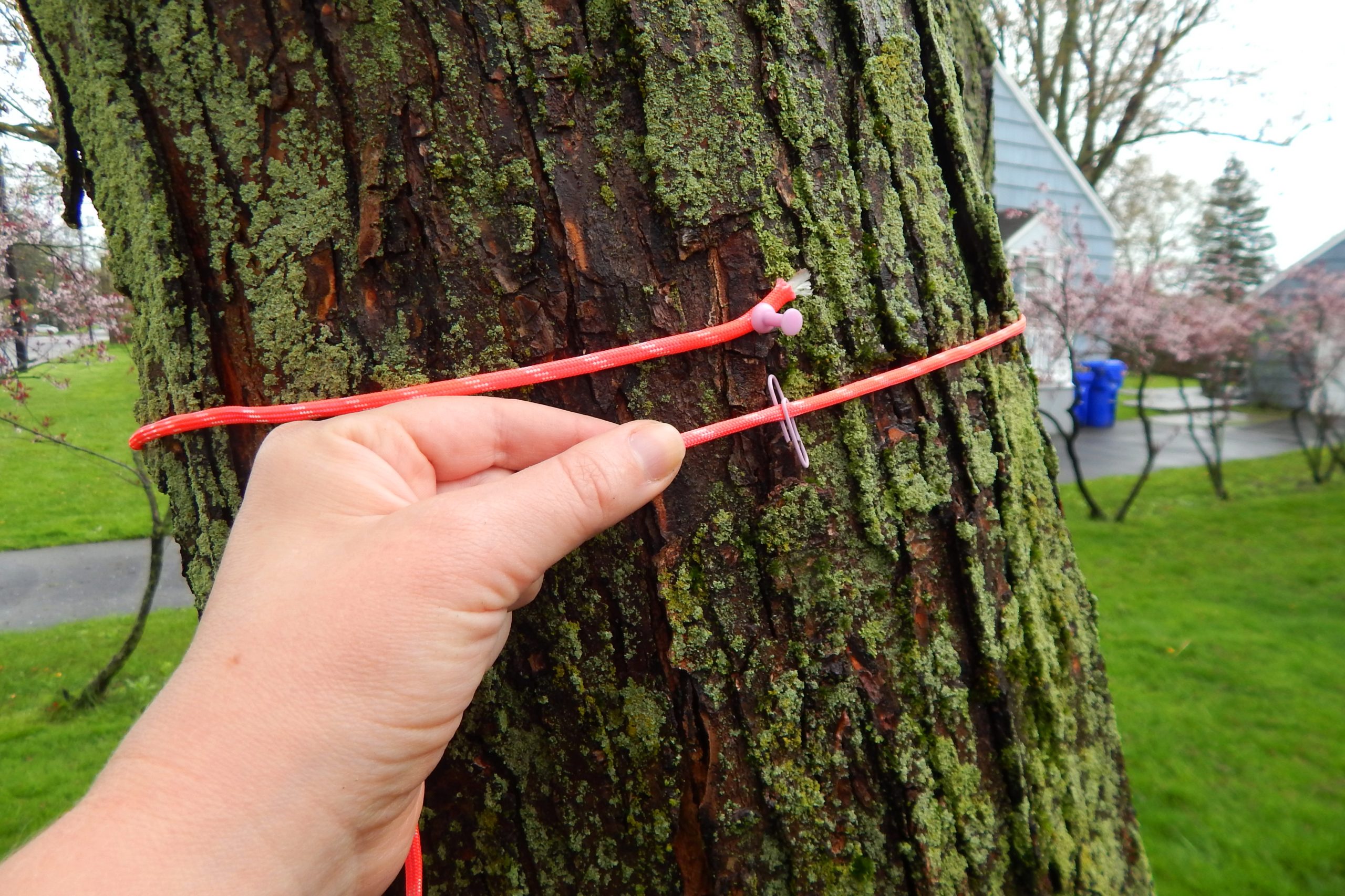 4 measuring around tree scaled - Tree Math