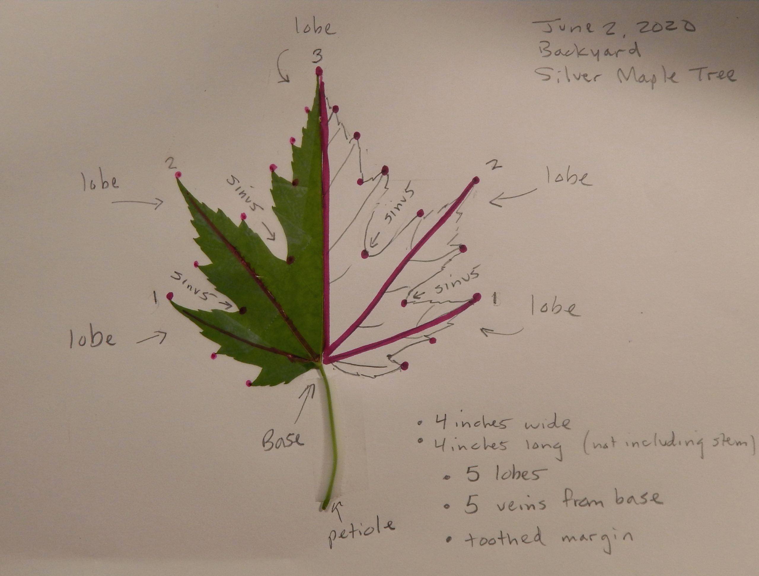6 Label Parts scaled - Leaf Symmetry