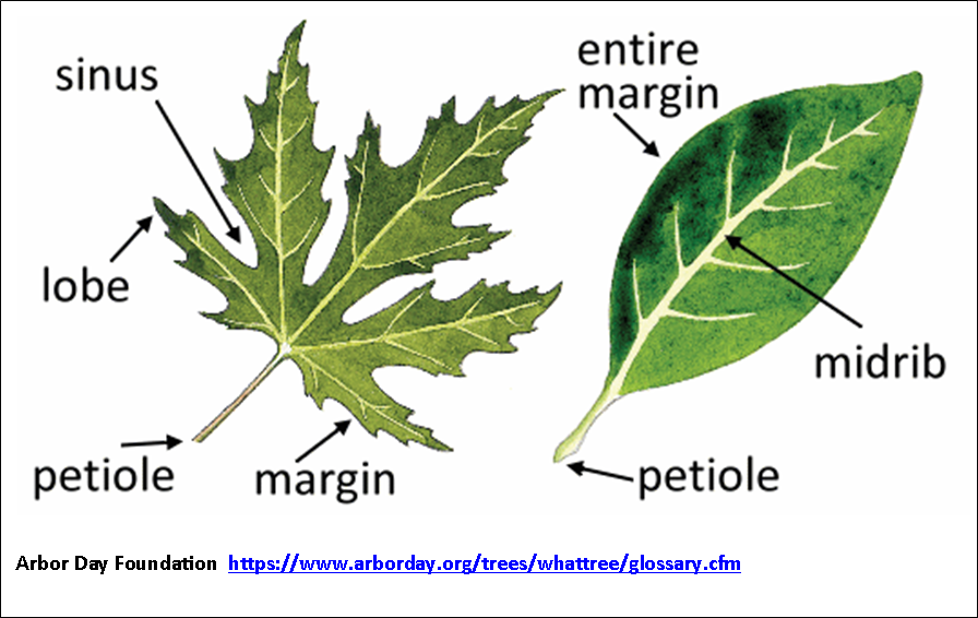 rotational symmetry in nature