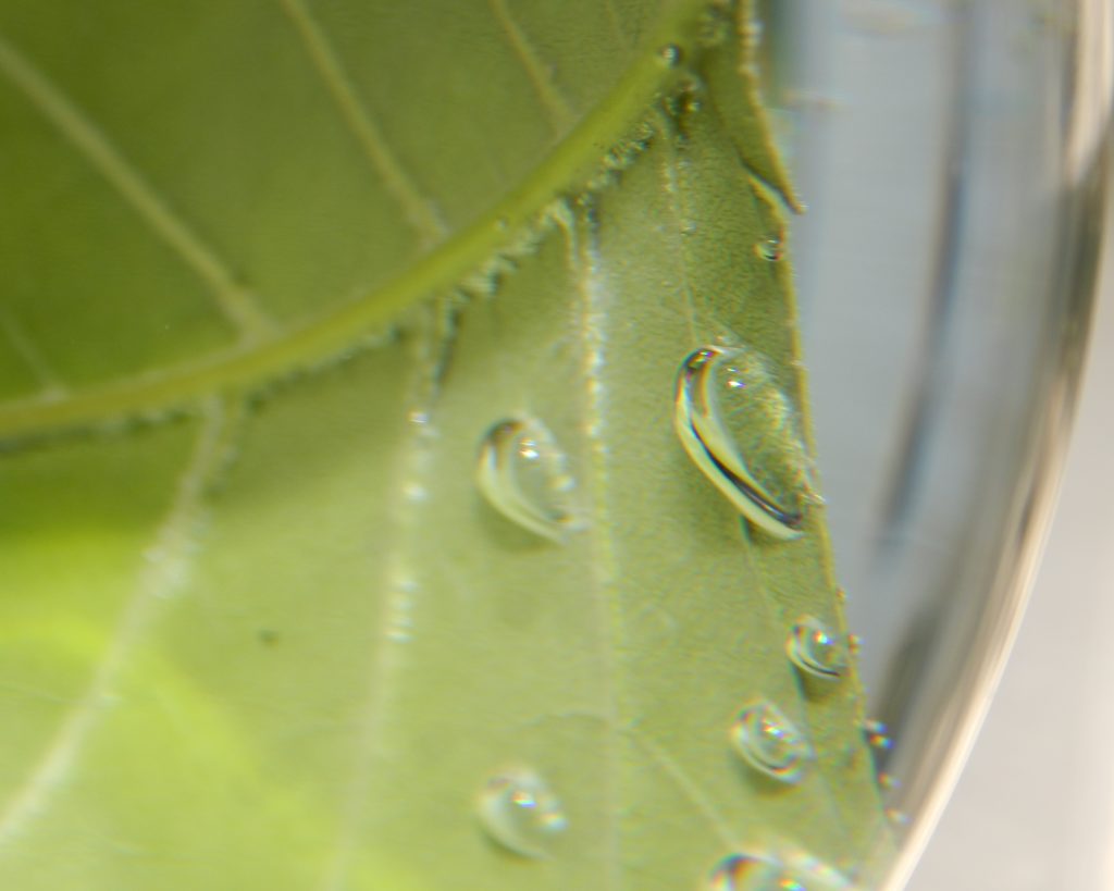 Breathing Leaves Buffalo Museum of Science