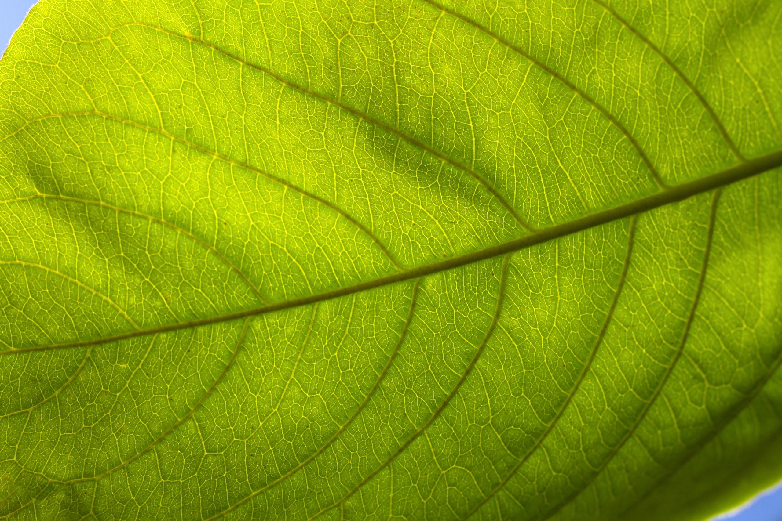 flat lay close up green leaf scaled - SensERIE