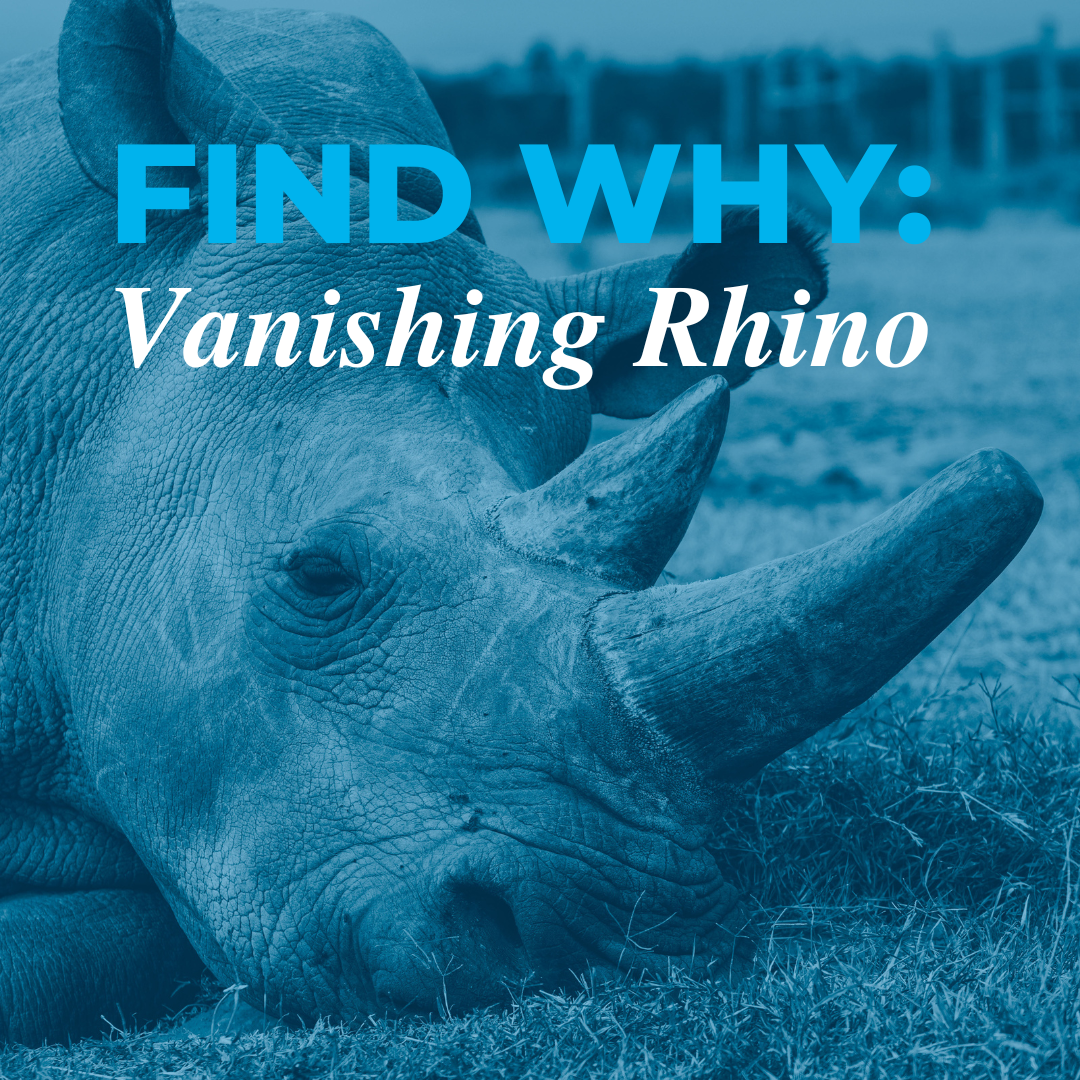 FIND WHY Vanishing Rhino