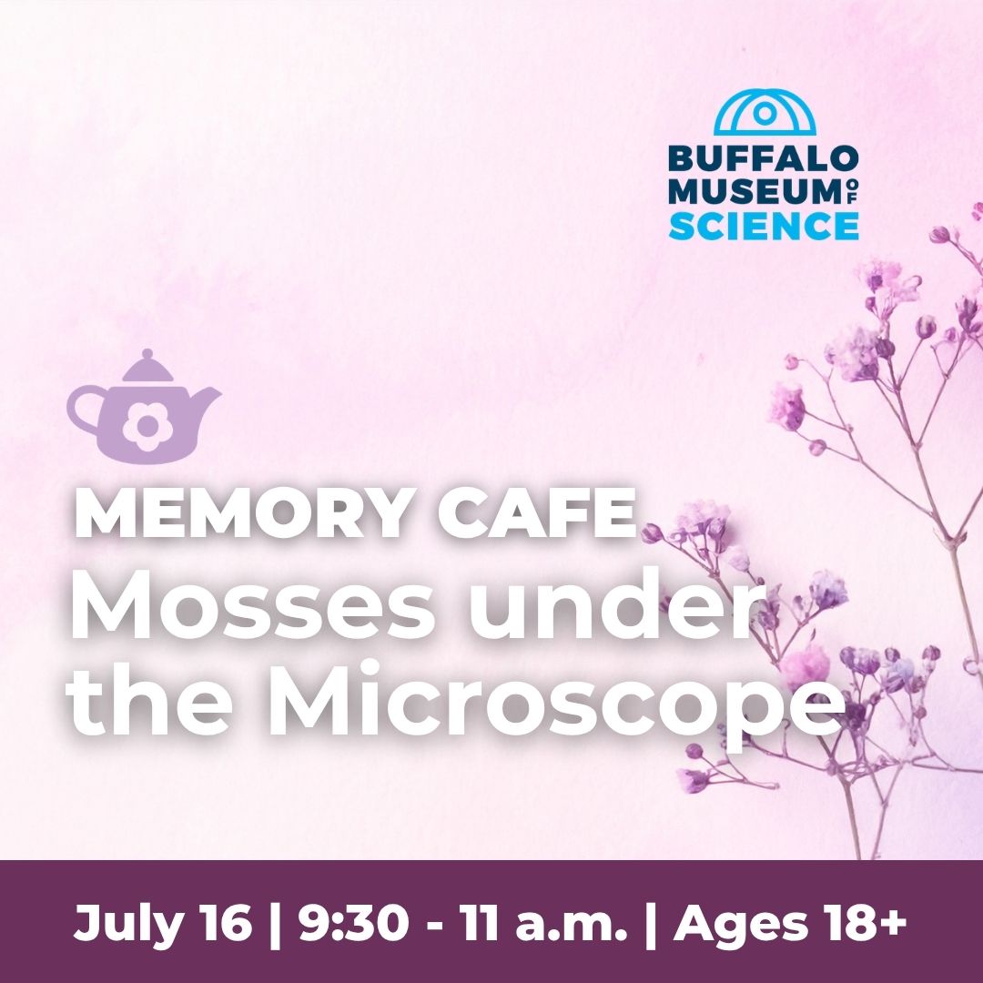 Memory Cafe: Mosses Under the Microscope